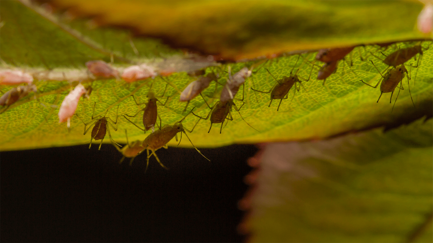 Photo of pests